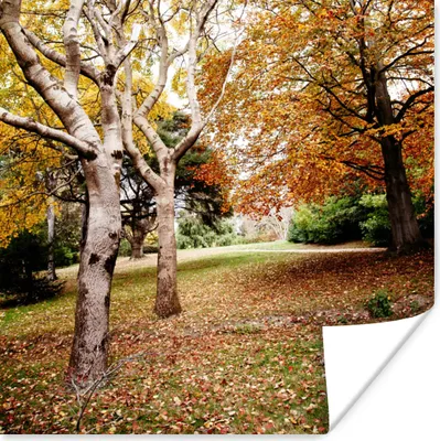 Produktbild von MuchoWow® Poster Herbst - Bäume - Laub - Natur 50x50 cm - Wohnzimmerdekoration