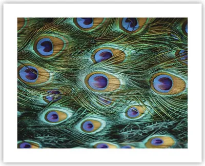 Produktbild von Poster - Poster ohne Rahmen - Pfauen Feder Makro - 50x40 cm - Wand Bild - Wanddeko - Wandbilder - Kunstposter - Wandposter - Bilder - Kunstdruck - Wanddekoration - Wandbild - P2XAA50x40-4159