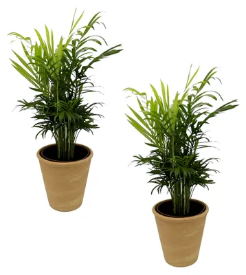 Produktbild von Zimmerpalmen-Duo - 2 Chamedorea-Palmen - mit terrakottafarbenem Dekotopf, Höhe ca. 20 - 30 cm