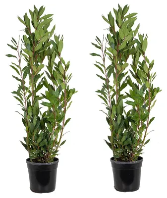Produktbild von Bloomique - 2er Set - Laurus Nobilis - Lorbeer Pflanze - Gartenpflanzen Winterhart - Gartenkräuter Pflanzen - Höhe 80-100 cm - Topf 21 cm