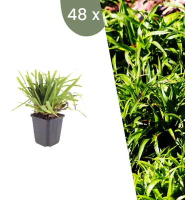 Produktbild von Plants by Frank | 48 Wald-Marbel Pflanzen | Luzula Sylvatica | Ziergräser | Winterhart | Mehrjährig | Gartenpflanzen