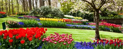 Produktbild von Wallario selbstklebendes Poster - Bunte Blumen und Kirsch-Baum im Park blühen im Frühling, Größe: 50 x 125 cm