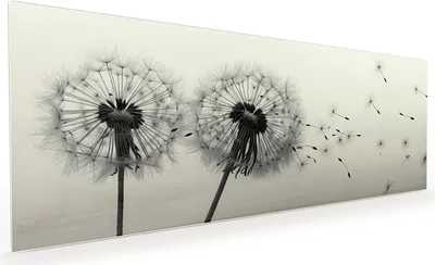 Produktbild von Küchenrückwand Spritzschutz Glas mit Motiv Pusteblume Schwarz 40 x 40 cm
