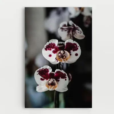 Produktbild von ARTHUB® Leinwandbild 50x70 cm, Dark Purple Orchid | Wohnzimmerdekoration, Hängende Bilder, Wanddekoration, Heimdekoration, Blumen, Orchideen