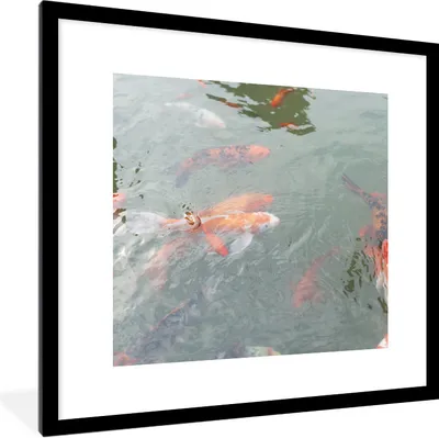 Produktbild von MuchoWow® Gerahmtes Poster Eine Gruppe von Koi-Karpfen in einem Teich 40x40 cm - Poster mit Schwarzem Bilderrahmen Wandposter Rahmen Foto Bilder - Poster - Plakat im Rahmen