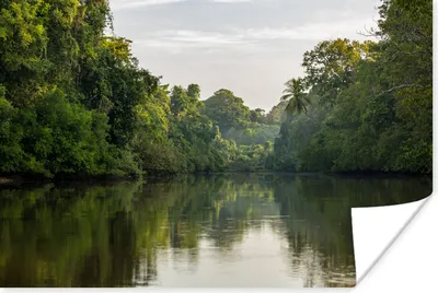 Produktbild von MuchoWow® Poster Großer Fluss unter den Bäumen des Corcovado-Nationalparks in Costa Rica 60x40 cm - Schlafzimmerdekoration