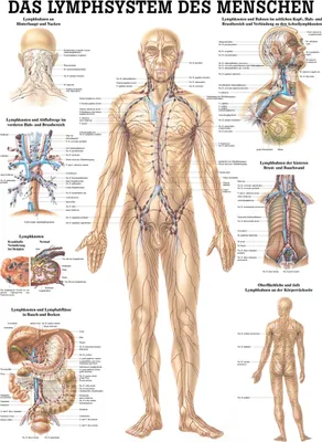 Produktbild von Lymphsystem Poster Anatomie 70x50 cm medizinische Lehrmittel