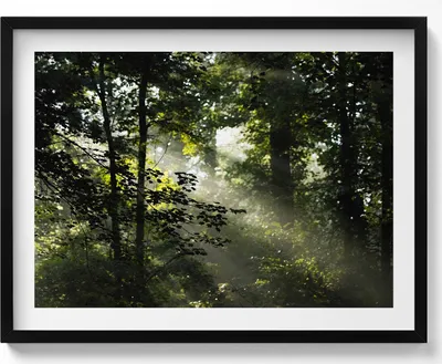 Produktbild von Sonnenstrahlen und Bäume– Wandbild mit Rahmen – Gerahmtes Bild  – Wanddekoration – 80x60 cm –  Schwarz Rahmen