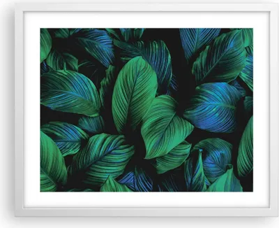 Produktbild von Gerahmtes Poster - Weißer Rahmen - Blätter Pflanzen Exotik - 50x40 cm - Wand Bild - Wanddeko - Wandbilder - Kunstposter - Wandposter - Bilderrahmen - Bilder - Kunstdruck - P2WAA50x40-5066