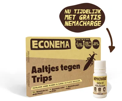 Productafbeelding van Econema Aaltjes tegen trips – tripslarven in kamerplanten bestrijden – 20 m²
