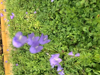 Produktbild von 6 x Campanula rotundifolia - Grasblume im 9x9 cm Topf