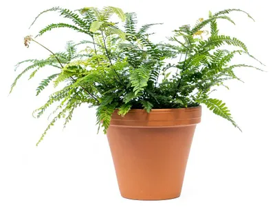 Obrázek produktu pro Gardners Adianthum mix, průměr 8,5 cm