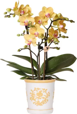 Produktbild von Kolibri Orchids | Gelbe Orchidee Lima + Malaga Ziertopf Hellorange - Topfgröße Ø9cm | Blühende Zimmerpflanze - Frisch vom Züchter