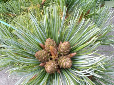 Produktbild von Pinus pumila Draijers Dwarf - Zwergige Gelbkiefer - 25-30cm
