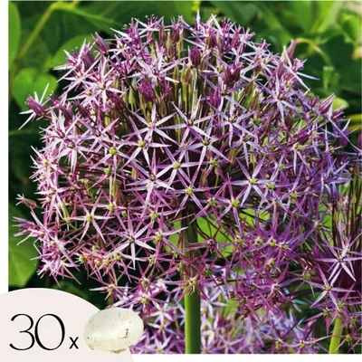 Zdjęcie produktu dla Allium Czosnek - 30 szt - Allium Christophii - Cebulki kwiatowe - Fioletowy