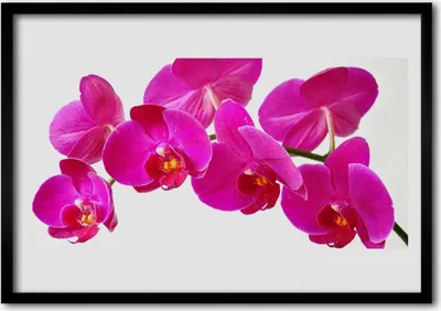 Produktbild von Bild 70x50 MDF-Rahmen Wandkunst Blumen Pflanzen