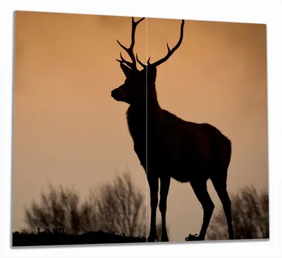 Produktbild von Wallario Herdabdeckplatte aus Glas, Größe 60 x 52 cm 2-teilig, Motiv Rothirsch am Abend
