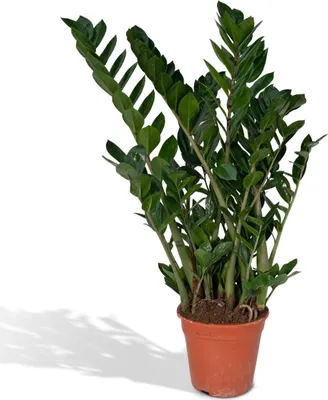 Immagine prodotto di Meergroothandel Zamioculcas Zamiifolia (Palma di smeraldo) - 80 cm, Ø21 cm
