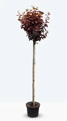 Produktbild von Prunus cerasifera 'Nigra'- Hochstamm, Blut-Pflaume, Gesamthöhe: 180-190 cm, Stammhöhe: 120 cm