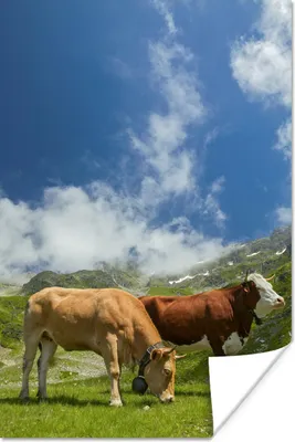 Produktbild von MuchoWow® Poster Kühe - Licht - Alpen 60x90 cm - Wanddekoration