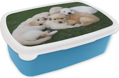 Produktbild von KitchenYeah® Lunchbox Brotzeit Brotdose 17x11 cm Tiere - Welpen - Hunde Kinder Brotzeitdose - Lunch - Kunststoff  - Brotbüchse - Sandwichbox - Lunchbox für Kinder