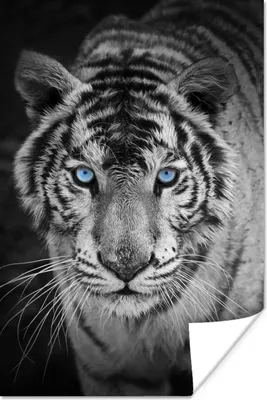Produktbild von MuchoWow® Poster Tiere - Tiger - Schwarz und weiß - Augen - Blau 80x120 cm - Papierdruck