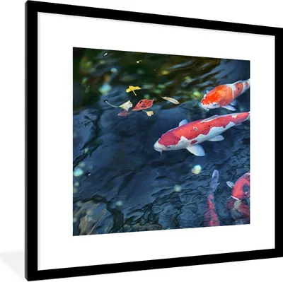 Produktbild von MuchoWow® Gerahmtes Poster Vier Koi-Karpfen in einem Teich 40x40 cm - Poster mit Schwarzem Bilderrahmen Wandposter Rahmen Foto Bilder - Poster - Plakat im Rahmen