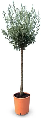 A potted olive tree against a white background.