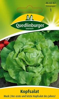 Produktbild von Kopfsalat 'Muck' Quedlinburger Salatsamen