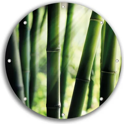 Produktbild von Wallario rundes Outdoor-Poster für Garten oder Balkon, Motiv Bambuswald und Sonnenstrahlen, 30 cm Durchmesser