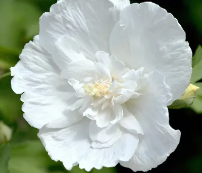 Produktbild von Dehner Hibiscus White Chiffon, kompakter Wuchs, gefüllte weiße Blüten, ca. 40-50 cm, Zierstrauch