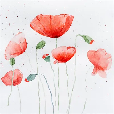 Produktbild von Wallario Magnet für Kühlschrank / Geschirrspüler, magnetisch haftende Folie - 60 x 60 cm, Motiv: Mohnblumen in Aquarell
