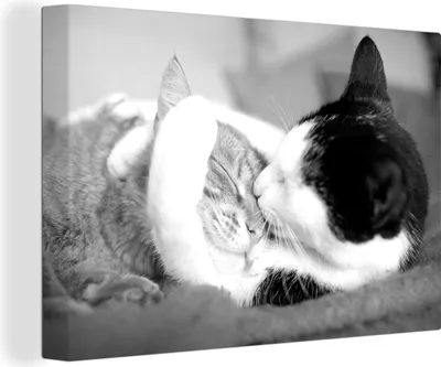 Produktbild von OneMillionCanvasses® - Leinwandbilder - 140x90 cm, Kuschelige Katzen - schwarz und weiß, Wandbilder Kunstdruck Wanddekoration