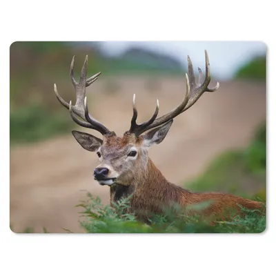 Produktbild von MuchoWow® Mauspad Mousepad Hirsche - Farne - Natur 23x19 cm - Mousepads - Maus Mat - Pad - Mausunterlage - Schreibtischunterlage - Mauspad
