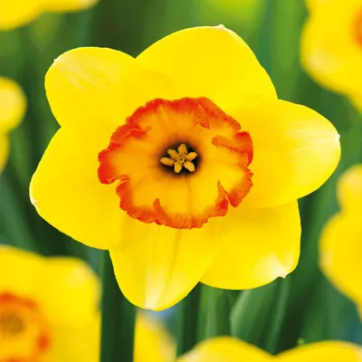 Obrázek produktu pro Cibulky narcisů Cibulky Květiny Sběratel narcisů Bantam 3 ks.