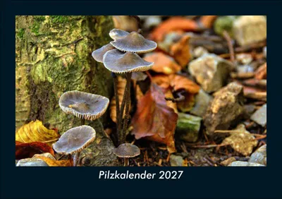 Produktbild von Pilzkalender 2027 Fotokalender DIN A5