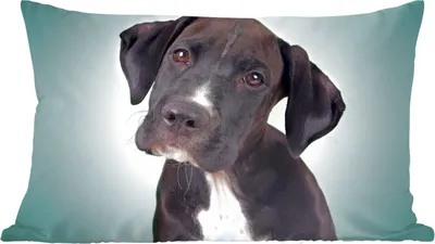 Produktbild von MuchoWow® Zierkissen Sofakissen Wohnzimmer Dekokissen 60x40 cm Süßer schwarzer und weißer Hund - Kopfkissen - Polster mit Foto
