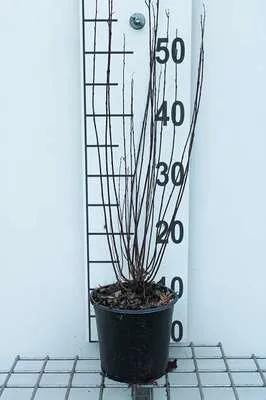 Image de Salix purp. nana' ('gracilis') - Saule 30- 40 cm - Conteneur