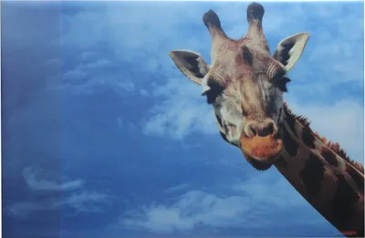 Produktbild von Schreibtischunterlage 38,5x58,5cm / mit Giraffe