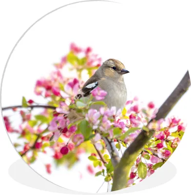 Produktbild von MuchoWow® Rundes Wandbild - Runde Bilder Vogel zwischen rosa Blumen Ø 60 cm Kreis Wanddekoration Kunststoff - Wandkreis - Wandschmuck - Wand Kreis - Das Schlafzimmer - Die Bilder - Wandmalerei - Kunst für das Haus - das Plastik