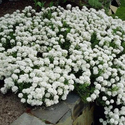 Produktbild von 12 Pflanzen Immergrüne Schleifenblume, Iberis sempervirens, P9 Topf