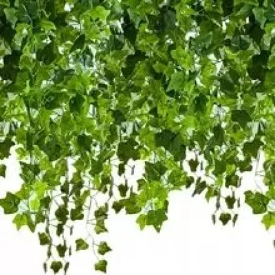 Immagine prodotto di Gardlov Edera artificiale appesa 25,2 m