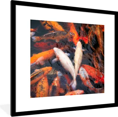 Produktbild von MuchoWow® Gerahmtes Poster Ein Teich mit Koi-Karpfen von oben 40x40 cm - Poster mit Schwarzem Bilderrahmen Wandposter Rahmen Foto Bilder - Poster - Plakat im Rahmen