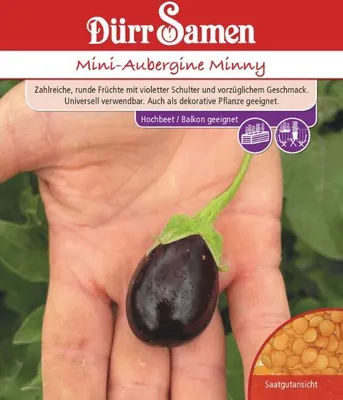 Produktbild von Dürr-Samen Mini-Aubergine Minny, bildet viele violette Früchte