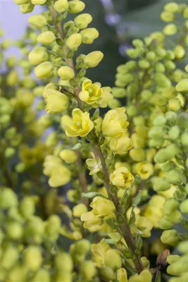 Produktbild von Mahonia media 'Winter Sun', Mahonie, gelbe Blüten, 40–60 cm