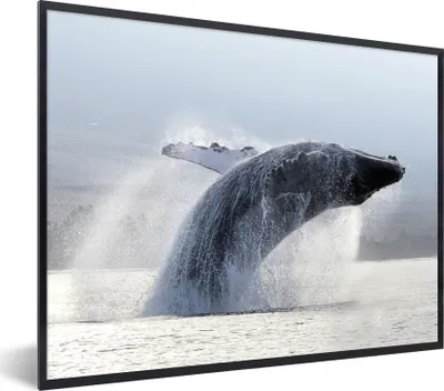Produktbild von MuchoWow® Gerahmtes Poster Buckelwal springt aus dem Wasser 80x60 cm - Poster mit Schwarzem Bilderrahmen Wandposter Rahmen Foto Bilder - Schwarzem - Mit Gestell