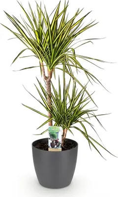 Zdjęcie produktu dla Dracena Sunray Ø21 cm, 90–100 cm, duża roślina doniczkowa  W szarej doniczce