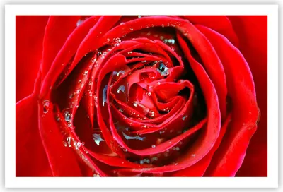 Produktbild von Poster - Poster ohne Rahmen - Rose Blume Blütenblätter Tau - 91,5x61 cm - Wand Bild - Wanddeko - Wandbilder - Kunstposter - Wandposter - Bilder - Kunstdruck - Wanddekoration - Wandbild P2XAA91x61-1518