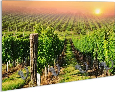Produktbild von Wallario Schlüsselbrett aus Glas, Motiv: Weinberg mit untergehender Sonne, 30 x 20 cm mit 4 Haken