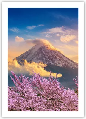 Produktbild von Poster - Poster ohne Rahmen - Fuji Blume Kirsche - 50x70 cm - Wand Bild - Wanddeko - Wandbilder - Kunstposter - Wandposter - Bilder - Kunstdruck - Wanddekoration - Wandbild - P2XPA50x70-4490